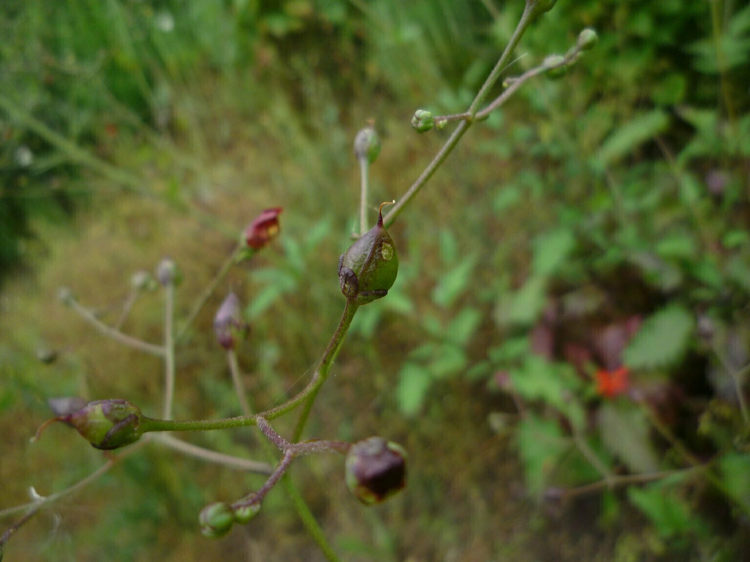 High Resolution Scrophularia californica Bud